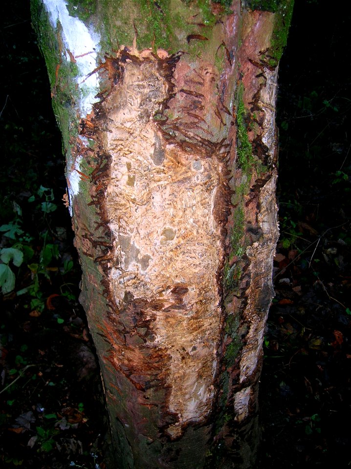 A badger scratching tree, Spier's Old School Grounds, Beith, Ayrshire, Scotland