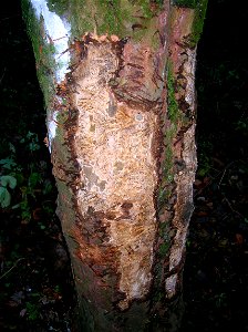 A badger scratching tree, Spier's Old School Grounds, Beith, Ayrshire, Scotland photo