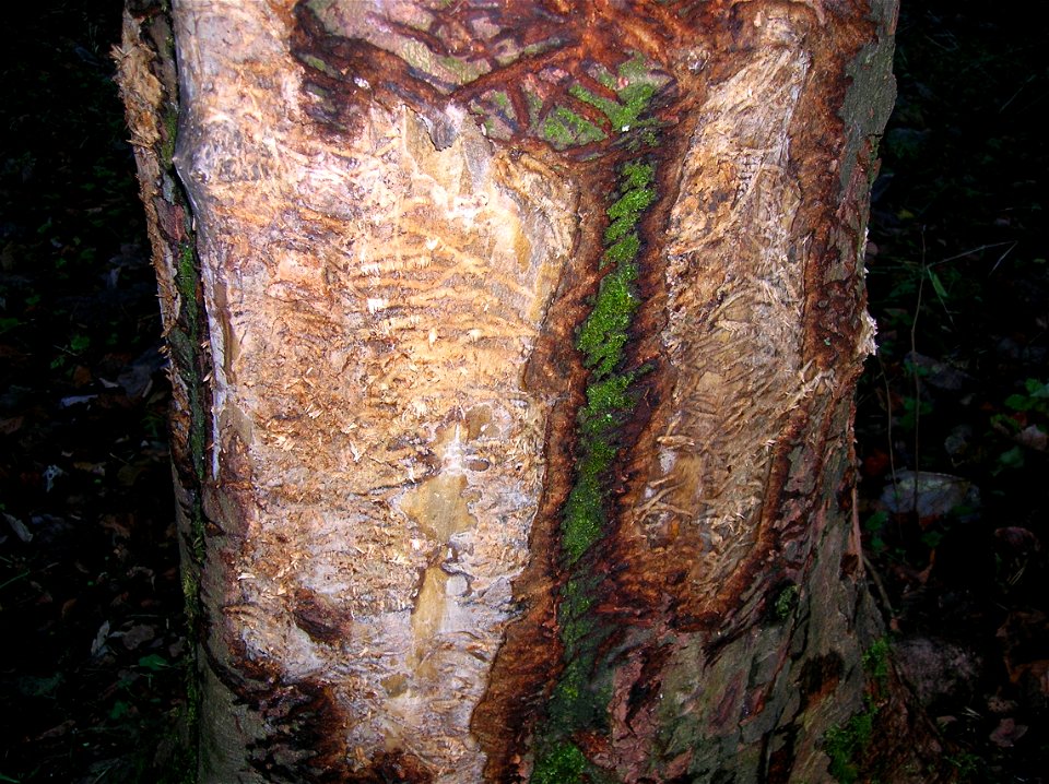 Badger scratching tree at Spier's Old School Grounds, North Ayrshire, Scotland