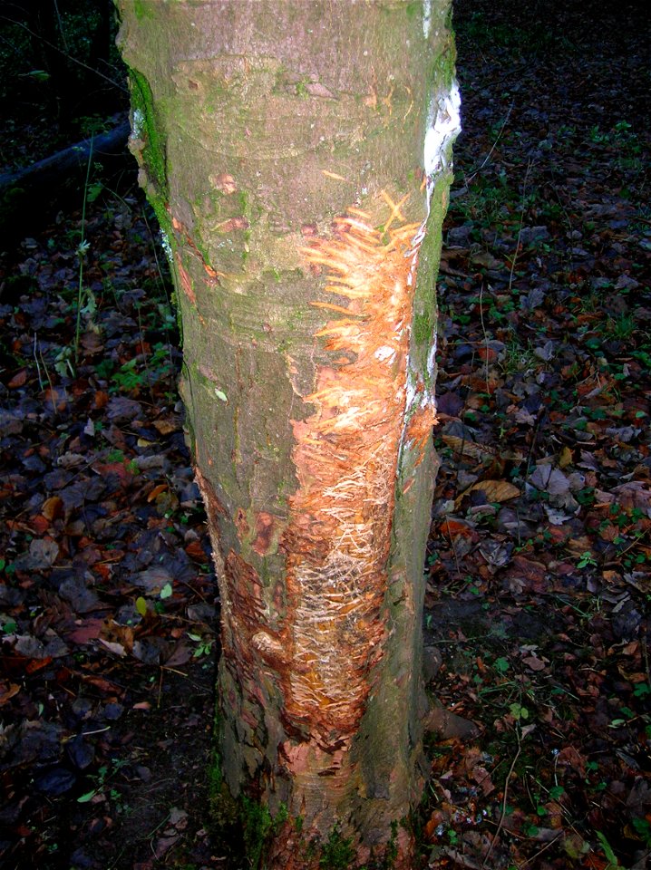 A Badger scratching tree at Spier's Old School Grounds, Beith, Ayrshire, Scotland