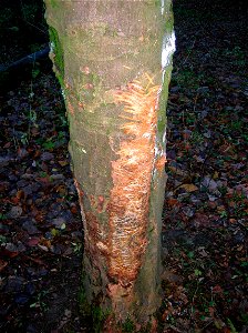 A Badger scratching tree at Spier's Old School Grounds, Beith, Ayrshire, Scotland photo