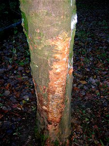 A Badger scratching tree at Spier's Old School Grounds, Beith, Ayrshire, Scotland