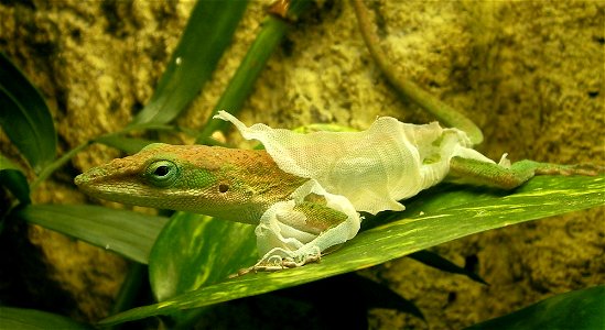 Molt of a green anole (Anolis carolinensis) (male).