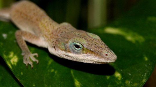 Green anole (Anolis carolinensis) (male).