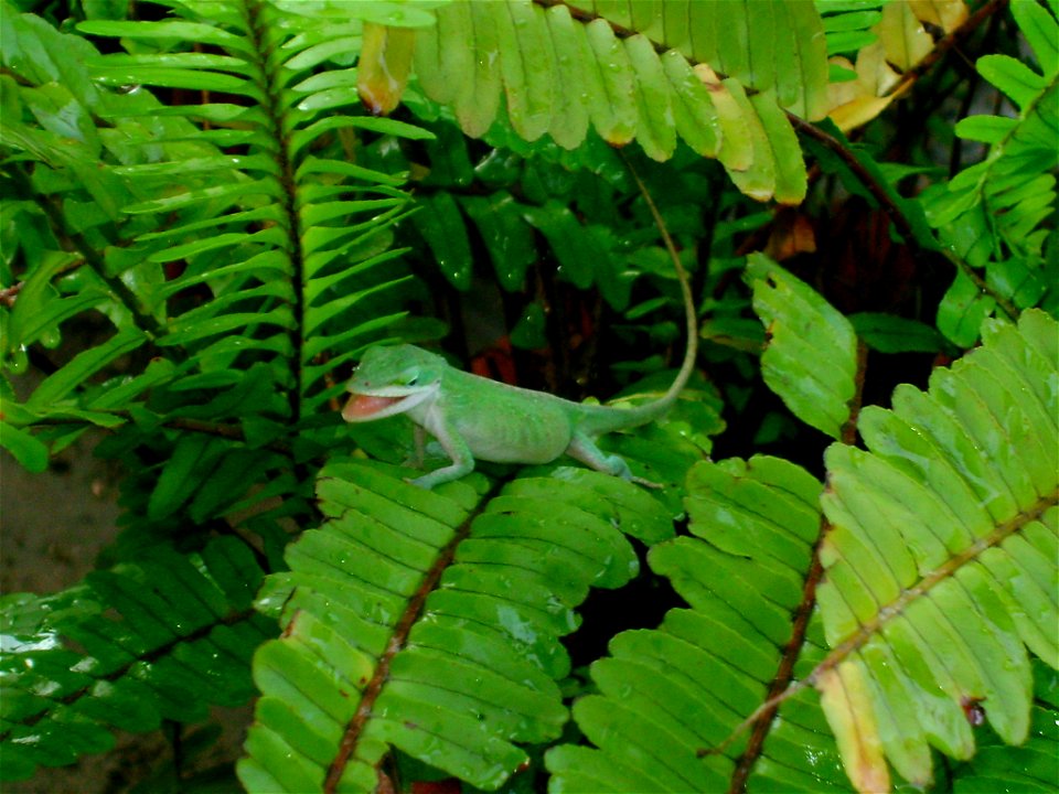 Anolis in Reynosa, Tamaulipas Mexico.  Found April 2009.  Days after we found her grumpy and changing to Dark Brown over a tree.
