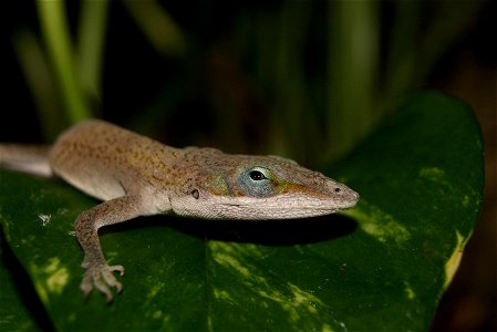 Green anole (Anolis carolinensis) (male).
