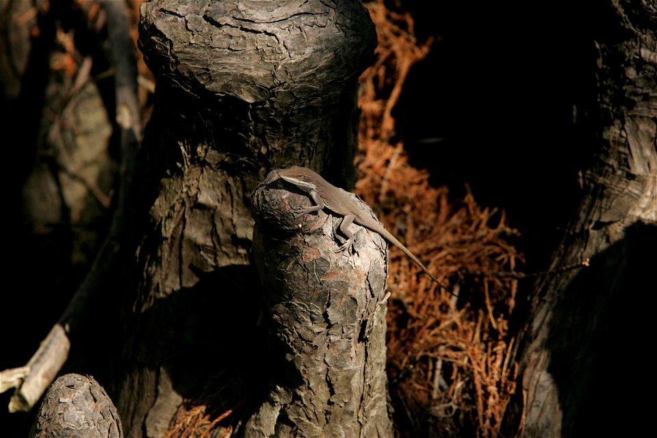 Image title: Green anole amphibian animal anolis carolinensis
Image from Public domain images website, http://www.public-domain-image.com/full-image/fauna-animals-public-domain-images-pictures/reptile