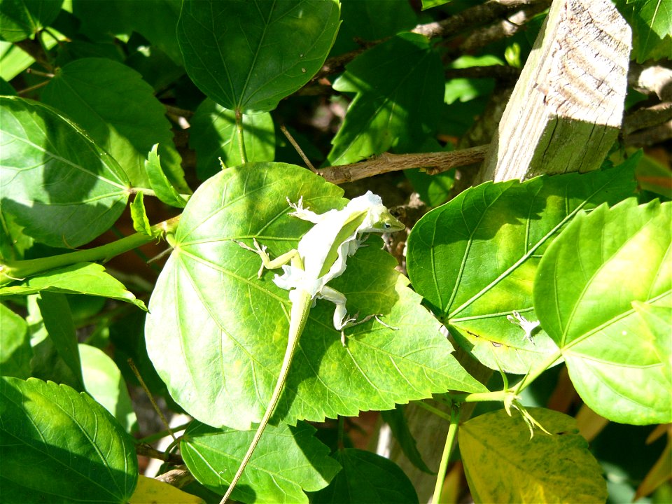 Photo of Green Anole molting. It was taken by  July 30, 2002