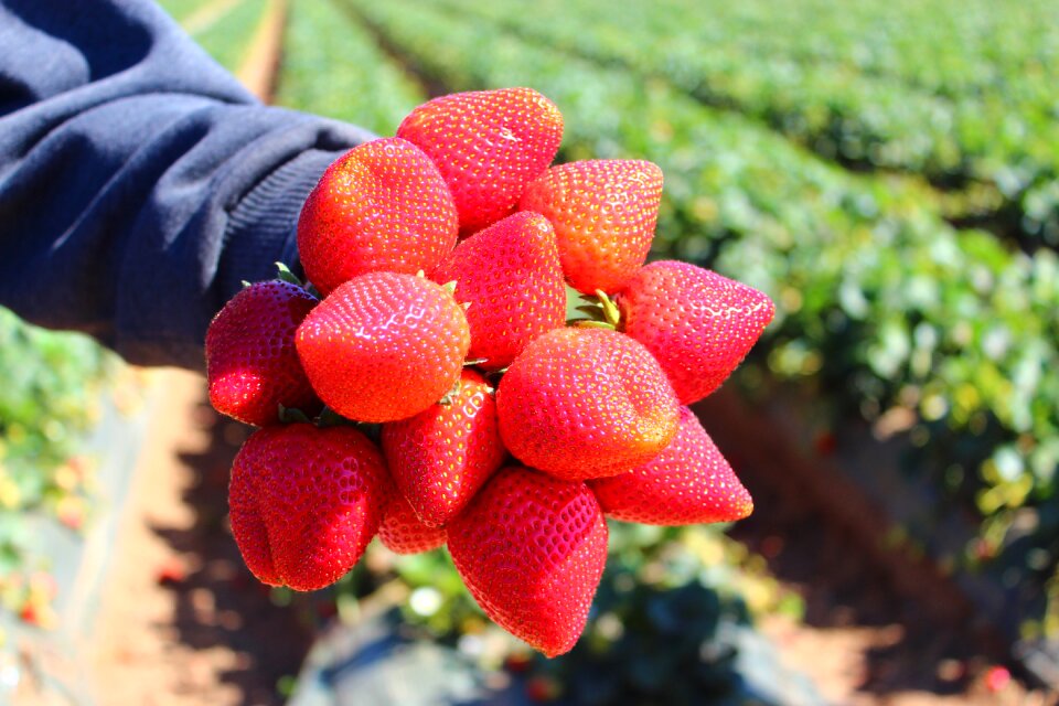 Plant vitamins strawberries