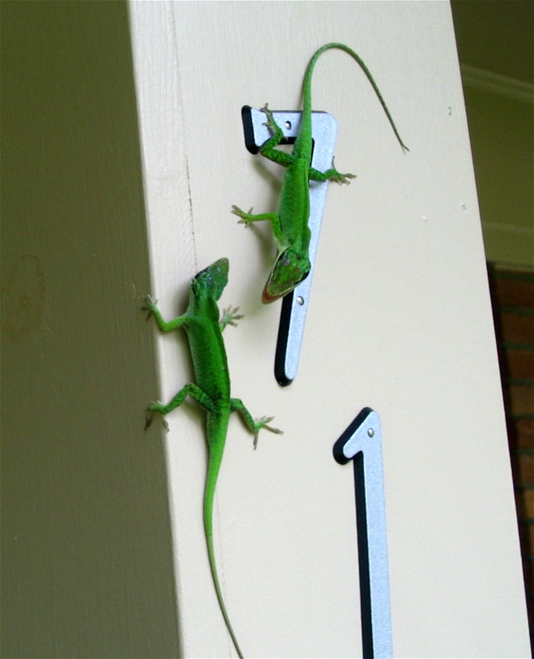 Two Male Anoles fighting.  The picture was taken on my parent front porch in Mississippi.  They ignored everything except each other.  (Picture taken by Clarence Melton)