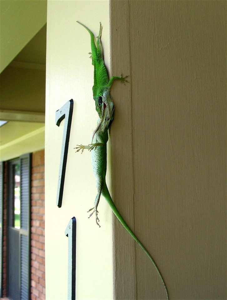 Two Male Anoles fighting.
The picture was taken on my parent's front porch in Mississippi.  They ignored everything except each other.  Occasionally one would flip the other as seen here (don't worry 