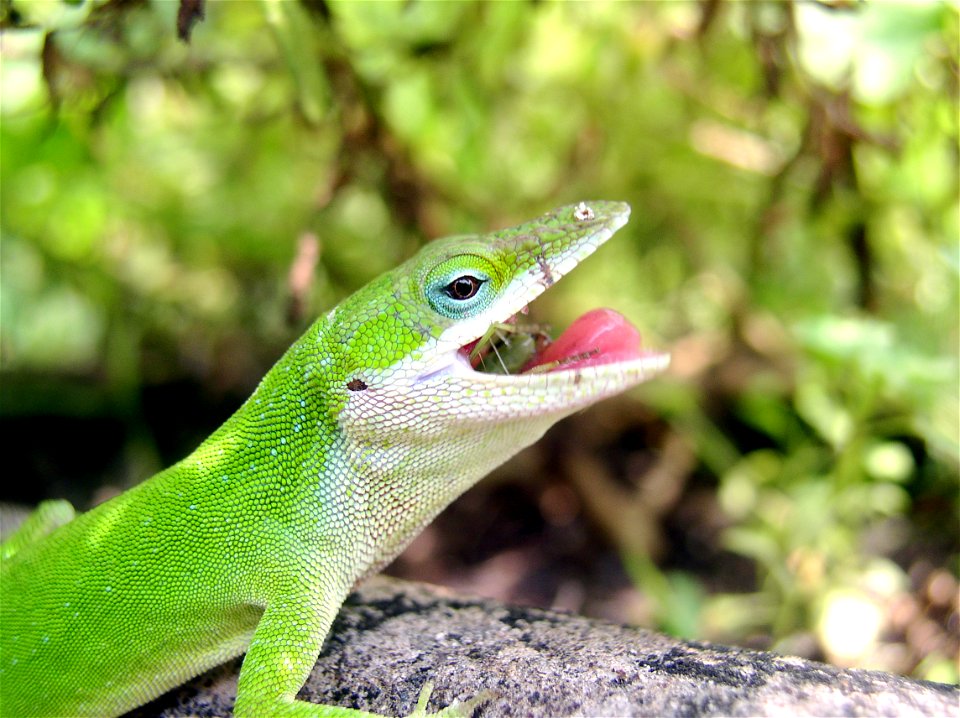 A Carolina Anole Eating a Praying Mantis