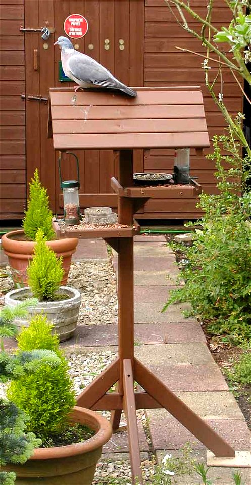 A bird table in my garden in Bristol, England. A Wood Pigeon is on the roof (don't be fooled by the French notice in the background, I bought it in Paris).