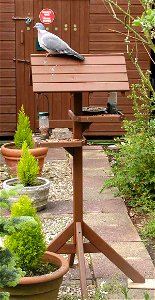 A bird table in my garden in Bristol, England. A Wood Pigeon is on the roof (don't be fooled by the French notice in the background, I bought it in Paris).