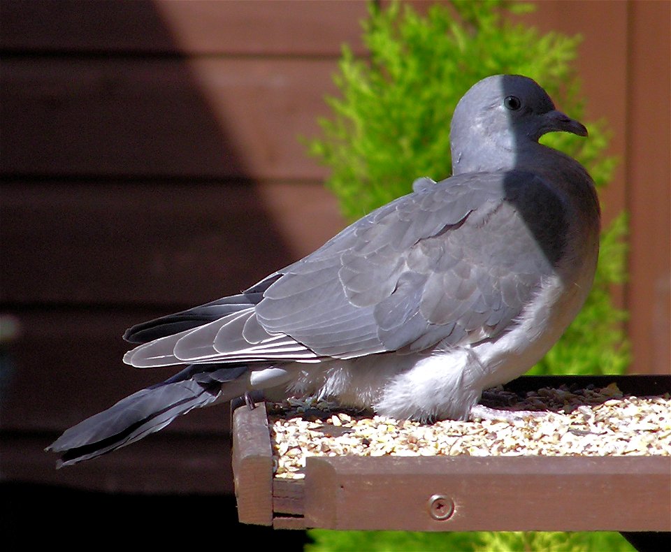 Wood Pigeon Columba palumbus (juvenile) on a bird table in a garden in Bristol, England.