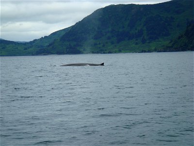 A whale surfacing in Raspberry Straight, part of the Kodiak archipelago