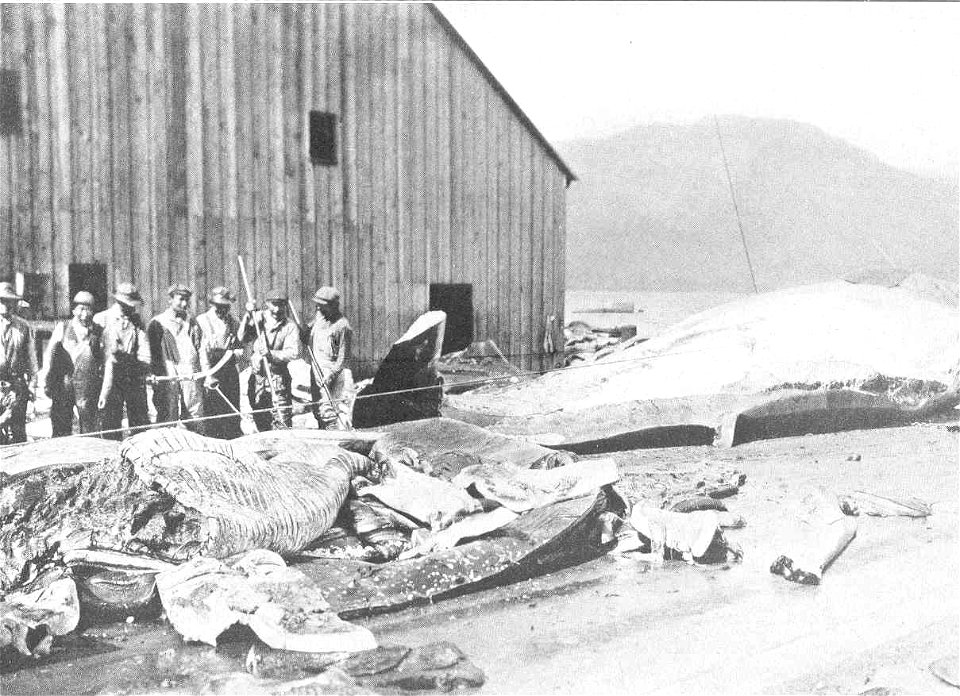 Removing blubber from a finback whale
Subject: Finback whale, Whaling--Alaska
Tag: Aquatic Mammals