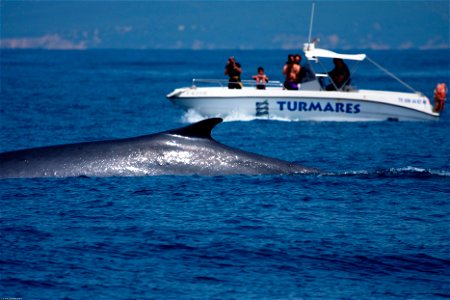Avistamiento de ballenas y delfines en el estrecho de Gibraltar, Tarifa