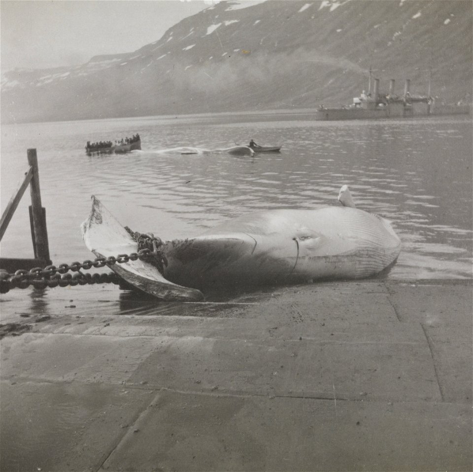 Whales by the Ellefsen's whale hunting station in Mjøfjord south of Seydisfjord. A fin whale is being hauled in to be flensed. Another whale is lying further out in the fjord. In the background the na