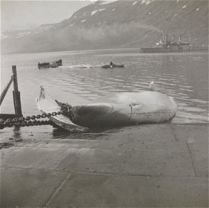 Whales by the Ellefsen's whale hunting station in Mjøfjord south of Seydisfjord. A fin whale is being hauled in to be flensed. Another whale is lying further out in the fjord. In the background the na