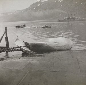 Whales by the Ellefsen's whale hunting station in Mjøfjord south of Seydisfjord. A fin whale is being hauled in to be flensed. Another whale is lying further out in the fjord. In the background the na photo