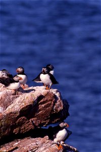 Atlantic puffins at Maine Coastal Island National Wildlife Refuge
credit: USFWS