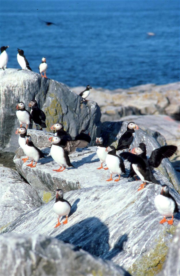 Maine Coastal Islands National Wildlife Refuge. Credit: USFWS