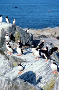 Maine Coastal Islands National Wildlife Refuge. Credit: USFWS