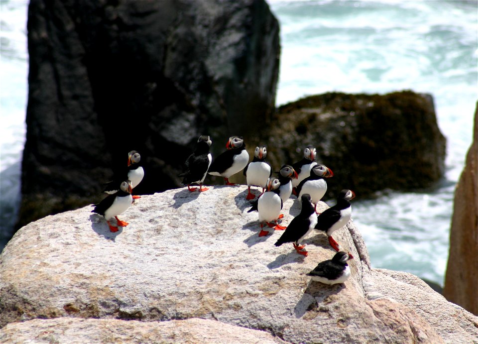 Atlantic puffins at Matinicus Rock  at Maine Coastal Island National Wildlife Refuge
credit: USFWS