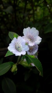 Plants kerala munnar