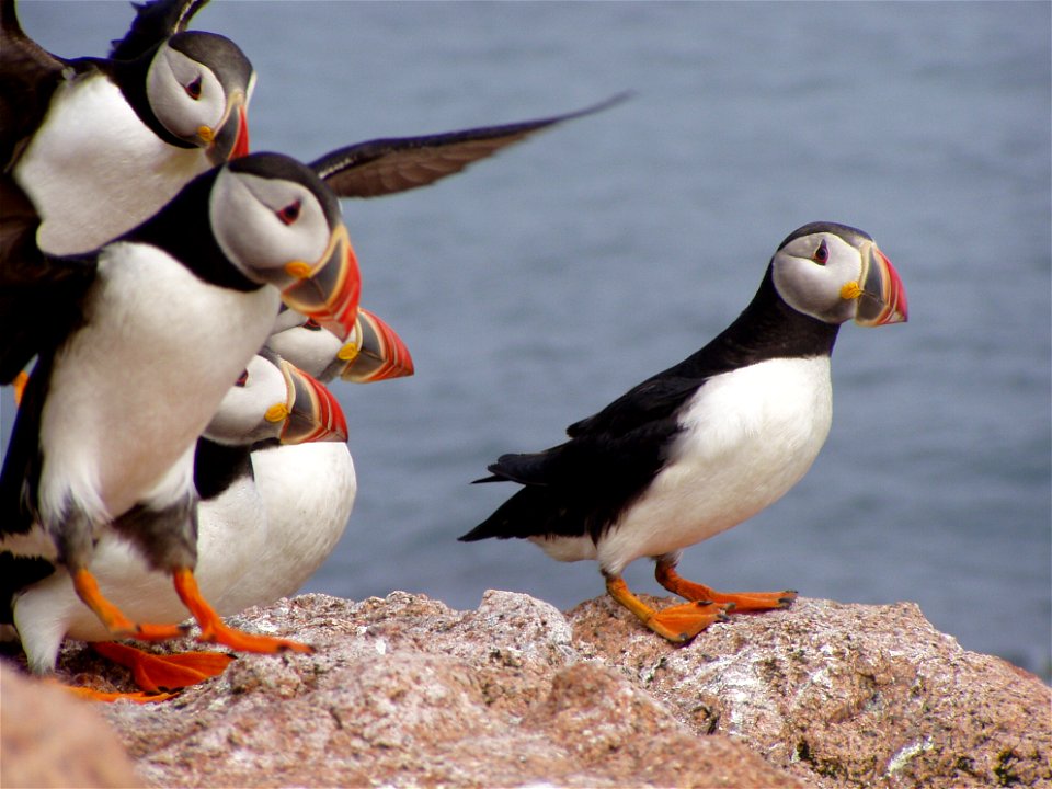 Photo of the Week - 12/15/09

A group of puffins at Maine Coastal Islands National Wildlife Refuge.

Credit: USFWS


http://www.fws.gov/northeast/mainecoastal/