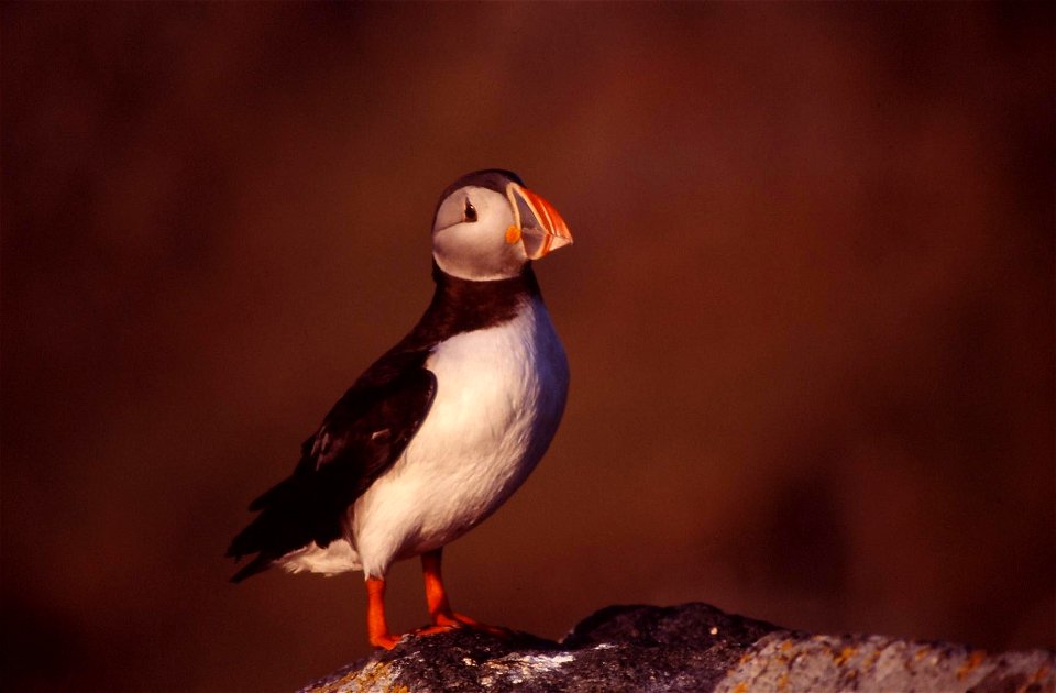 Puffin Fratercula arctica from Runde, Norway