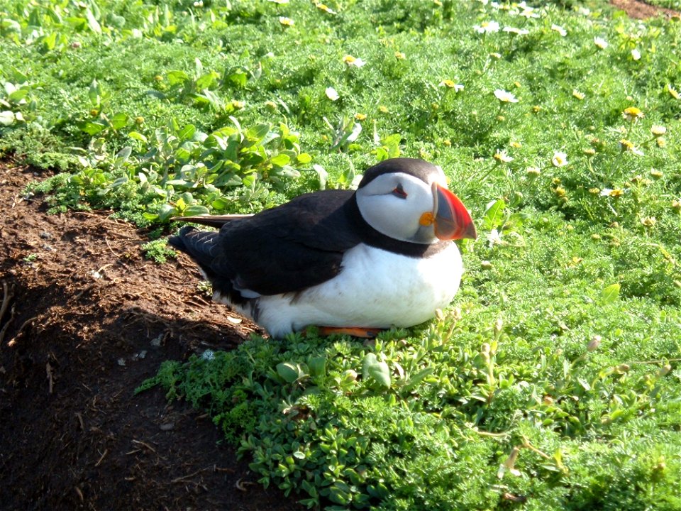 Picture of a Puffin taken on Skomer Island, UK, June 2007