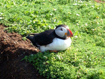Picture of a Puffin taken on Skomer Island, UK, June 2007