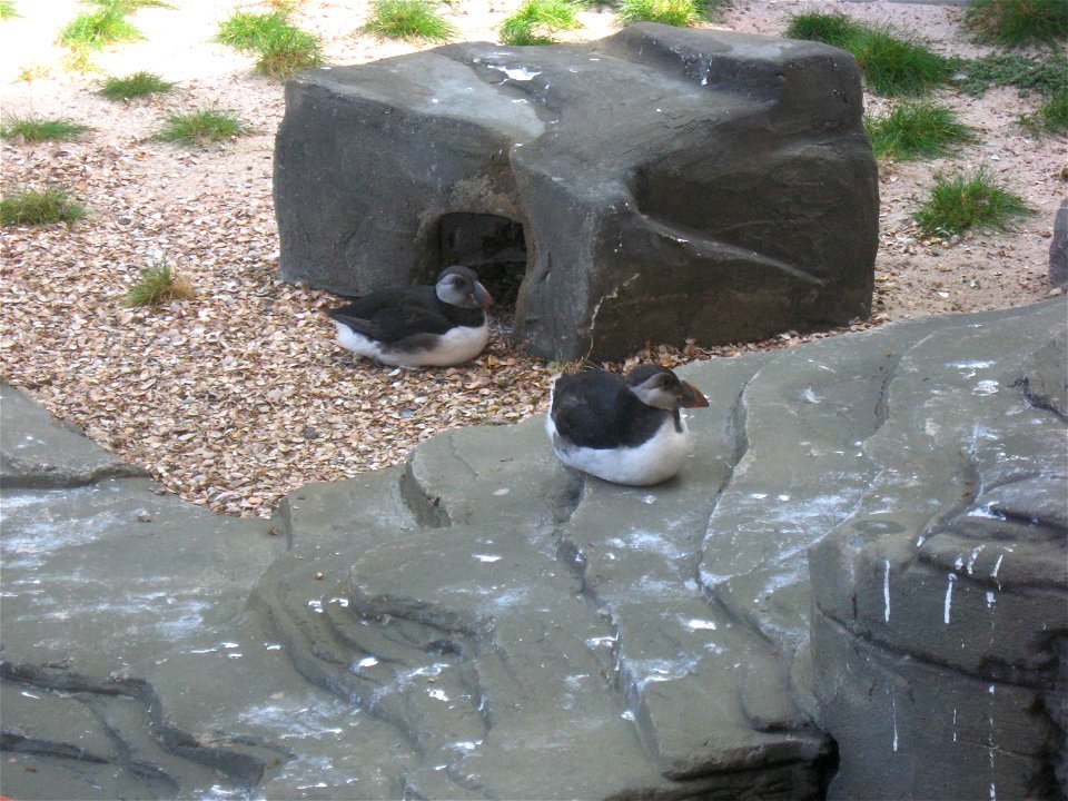 Papageientaucher im Tierpark Bern