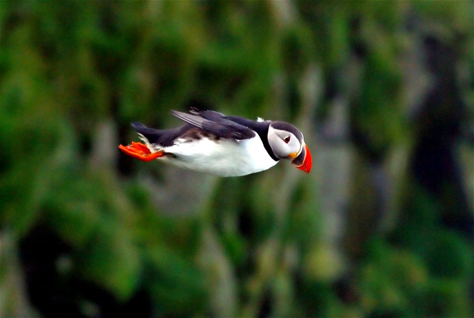 An Atlantic Puffin in flight.