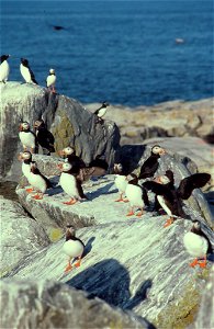 Maine Coastal Islands National Wildlife Refuge/USFWS