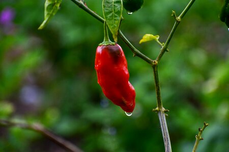Spicy pepper red photo