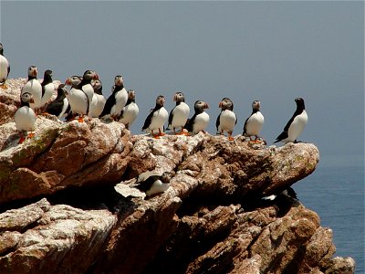 Atlantic puffin lineup led by a razorbill at Maine Coastal Island National Wildlife Refuge
credit: USFWS