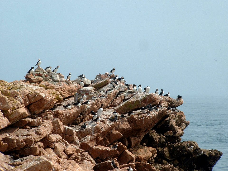 Atlantic Puffins and Common Murres at Maine Coastal Island National Wildlife Refuge
credit: USFWS