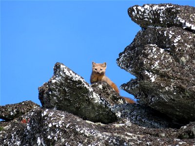 Martens are a member of the weasel family, which also includes fisher, otters, mink, badgers and wolverines, among others. Martens live in coniferous forests in the mountains, and are a solitary anima photo