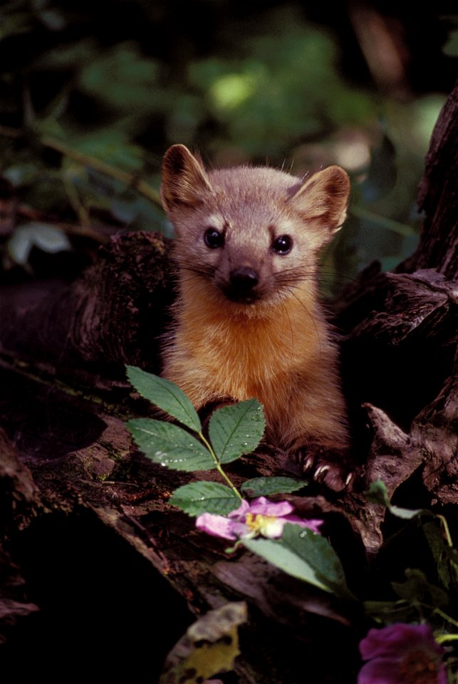 Martes martes (according to original description page) or Martes americana (according to w:American Marten), front view with flowers.
