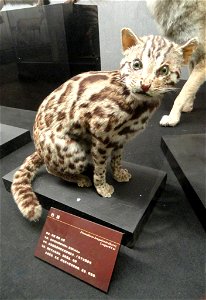 Taxidermy exhibit in the Kunming Natural History Museum of Zoology (昆明动物博物馆), Kunming, Yunnan, China.