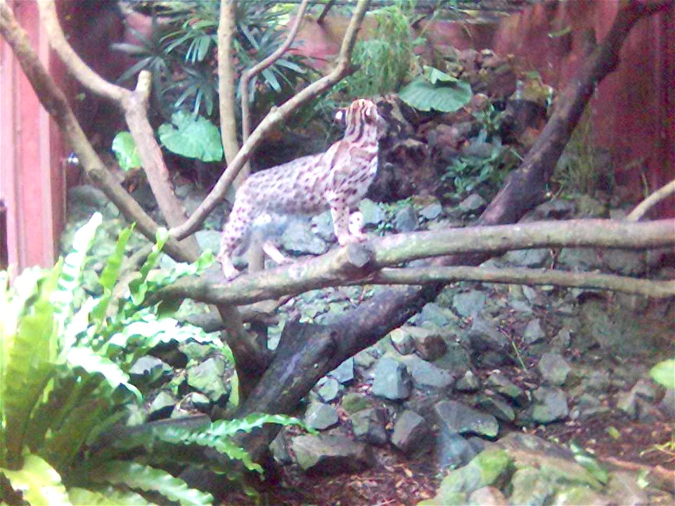 Leopard cat at KFBG, Hong Kong