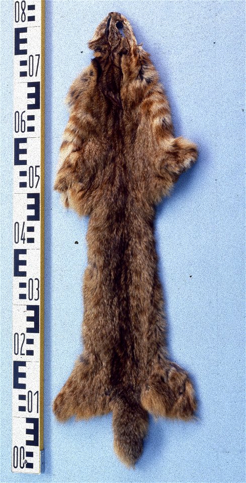 Leopard cat fur skin, China (Prionailurus bengalensis euptilura). Fur skin collection, Bundes-Pelzfachschule, Frankfurt/Main, Germany