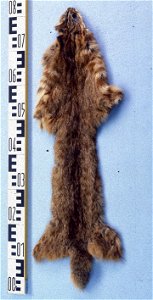 Leopard cat fur skin, China (Prionailurus bengalensis euptilura). Fur skin collection, Bundes-Pelzfachschule, Frankfurt/Main, Germany