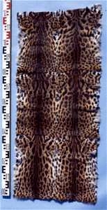 Geoffroy's cat fur plate, China (Prionailurus bengalensis). Fur skin collection, Bundes-Pelzfachschule, Frankfurt/Main, Germany