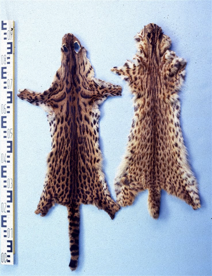 Leopard cat fur skins, China (Prionailurus bengalensis). Fur skin collection, Bundes-Pelzfachschule, Frankfurt/Main, Germany