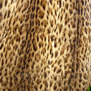 Wild cat vest (cutting)