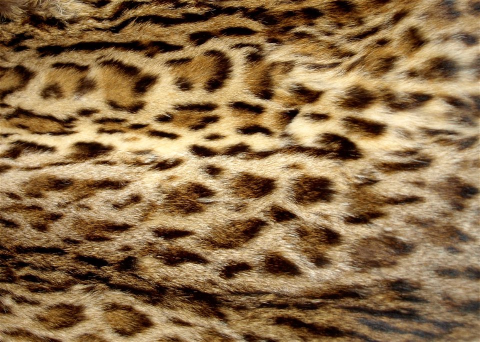 Wild cat vest (cutting)